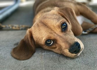 Sad dog giving sad puppy eyes 