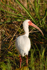 American White Ibis