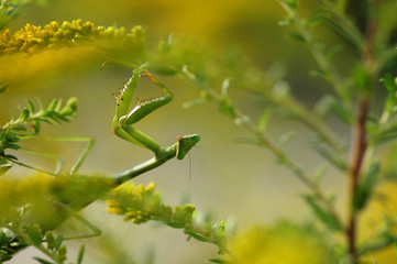 Praying Mantis