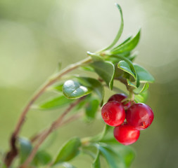 Beautiful ripe red bilberries on a branch in a forest