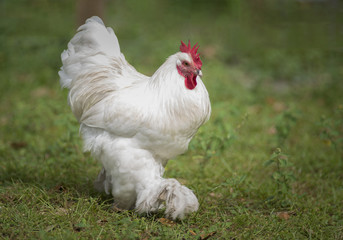 White Chicken