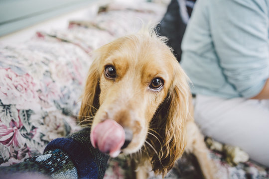 Puppy