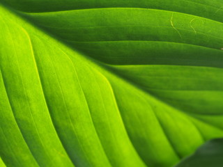 light from under green leaf