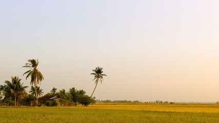 Typical Tropical Village Scenery at Dawn