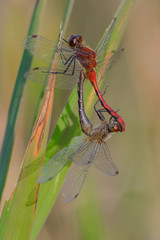 Dragonfly mating