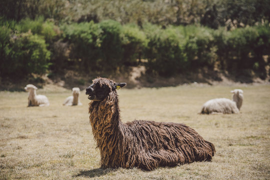 Llamas of Peru