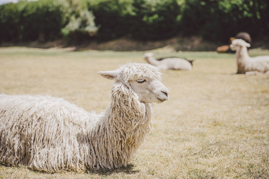 Llamas of Peru