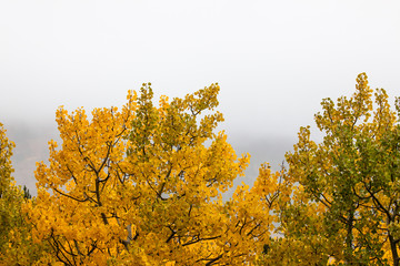 Fototapeta premium Changing Leaves of Fall