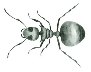 Watercolor hand drawn ant