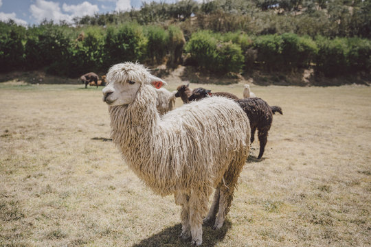 Llamas of Peru