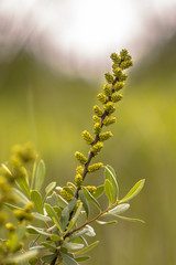 Flower of Bog Myrtle