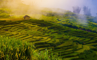 Explore the natural beauty of Northwest Vietnam. Terrace field with the different type of seeds makes a beautiful colorful picture.