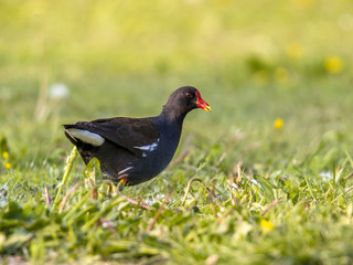 Common moorhen walking in green grass