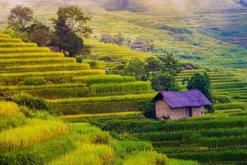 Explore the natural beauty of Northwest Vietnam. Terrace field with the different type of seeds makes a beautiful colorful picture.