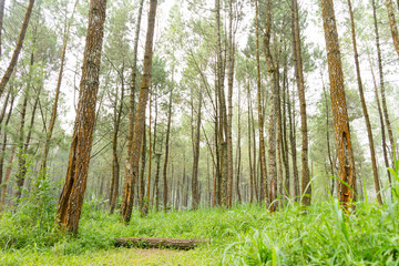 Rubber tree forest so beautiful landscape with sun ray of shine