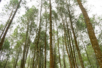 Rubber tree forest so beautiful landscape with sun ray of shine
