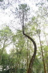 Rubber tree forest so beautiful landscape with sun ray of shine