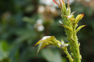 Aphid infestation on Rose new growth