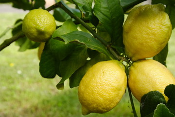 Eureka Lemons on the Tree