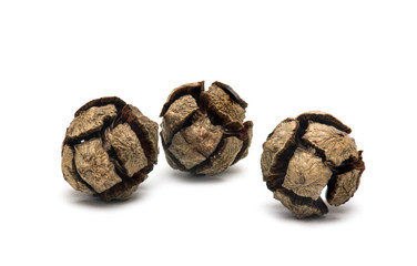 Thuja cone on white