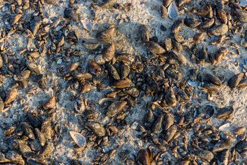 Background of open and chopped shells of mussels.