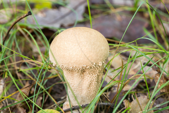 lycoperdon perlatum  common puffball fungus