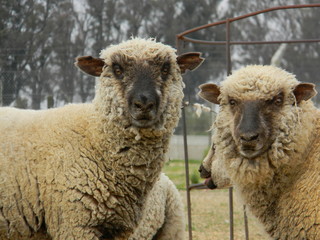 sheep farm in pampas argentina, province of santa fe