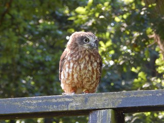 Owl