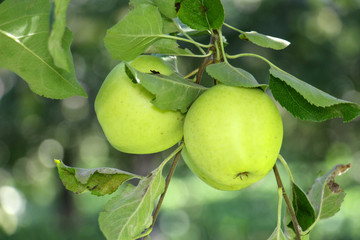 ripe apples in an orchard ready for harvestng ,shallow dof