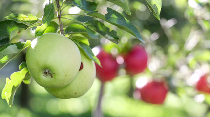 ripe apples in an orchard ready for harvestng ,shallow dof
