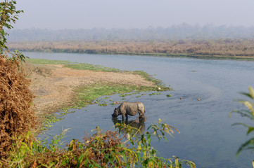Rhinoceros at breakfast in the Rapti River in the jungles of Nepal. Landscape with Asian rhinoceros in Chitwan, Nepal.