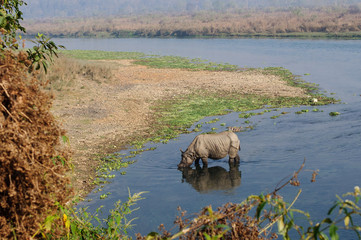 Rhinoceros at breakfast in the Rapti River in the jungles of Nepal. Landscape with Asian rhinoceros in Chitwan, Nepal.