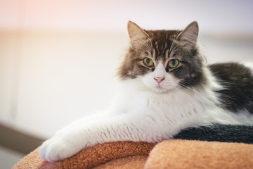 cat on orange sofa