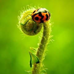 beetle photo