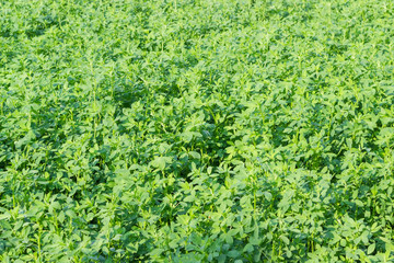 Fototapeta na wymiar Background of a field of young alfalfa