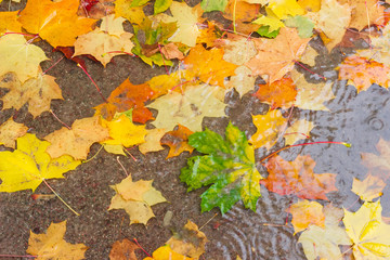Background of multi colored fallen maple leaves in puddle