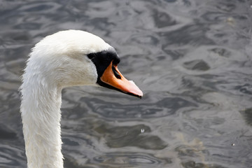 Head of wet white swan close-up