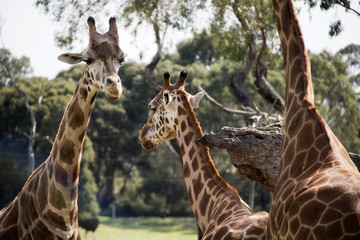 Animals of the World 8