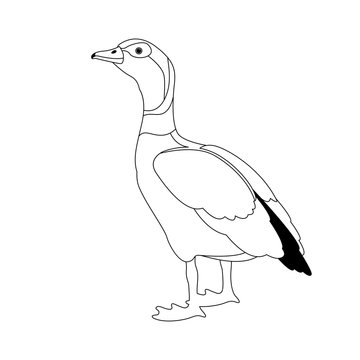 egyptian goose vector illustration  line drawing