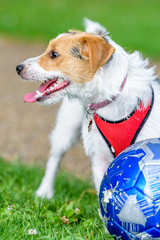 jack russell terrier dog in park looking up ready to play with owner