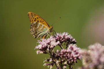 Macro photo of butterfly sits on wild flower in meadow on sunny summer day, central Europe