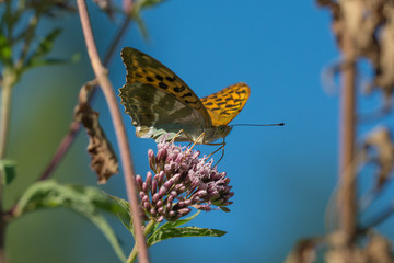 Macro photo of butterfly sits on wild flower in meadow on sunny summer day, central Europe