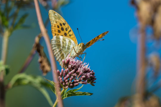Macro photo of butterfly sits on wild flower in meadow on sunny summer day, central Europe