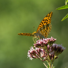 Macro photo of butterfly sits on wild flower in meadow on sunny summer day, central Europe
