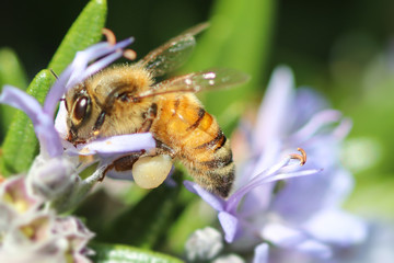 honey bee pollinating the purple flower of a rosemary plant