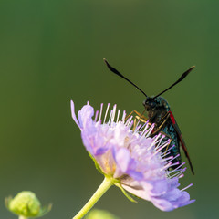 Macro photo of butterfly sits on wild flower in meadow on sunny summer day, central Europe