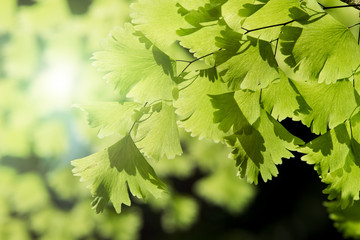 Fototapeta na wymiar Natural fern green leaves on sunny day lighting