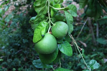 Italy, Salento: Citrus fruits.