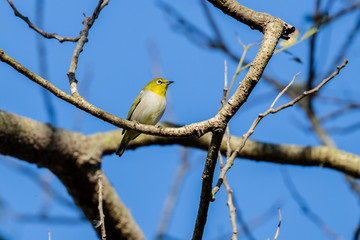 Japanese white-eye (Zosterops japonicus) perching on tree
