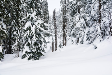 Mt. Rainer National Park Washington Snow
